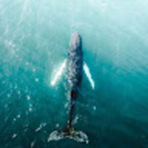 Meet your Posher, Ariel